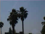 palms.jpg (76857 bytes)