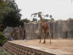 giraffe.jpg (104685 bytes)