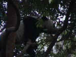 panda1.jpg (106893 bytes)